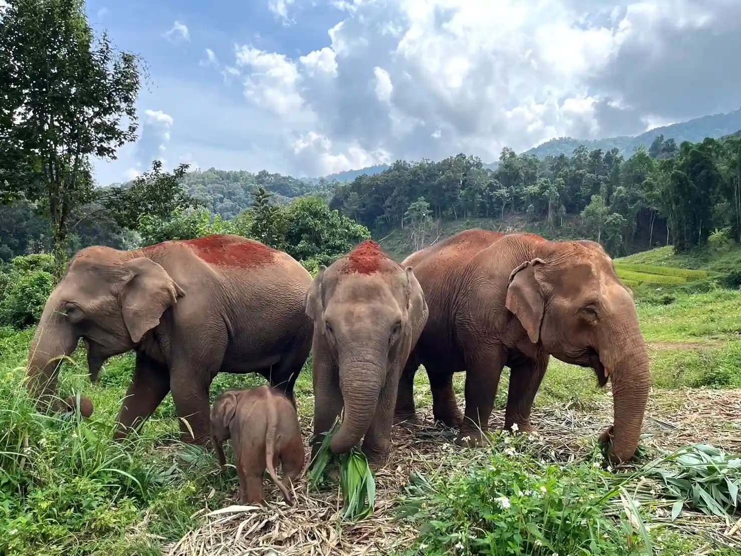 A moment with the elephants at Chiangmai Elephant Land