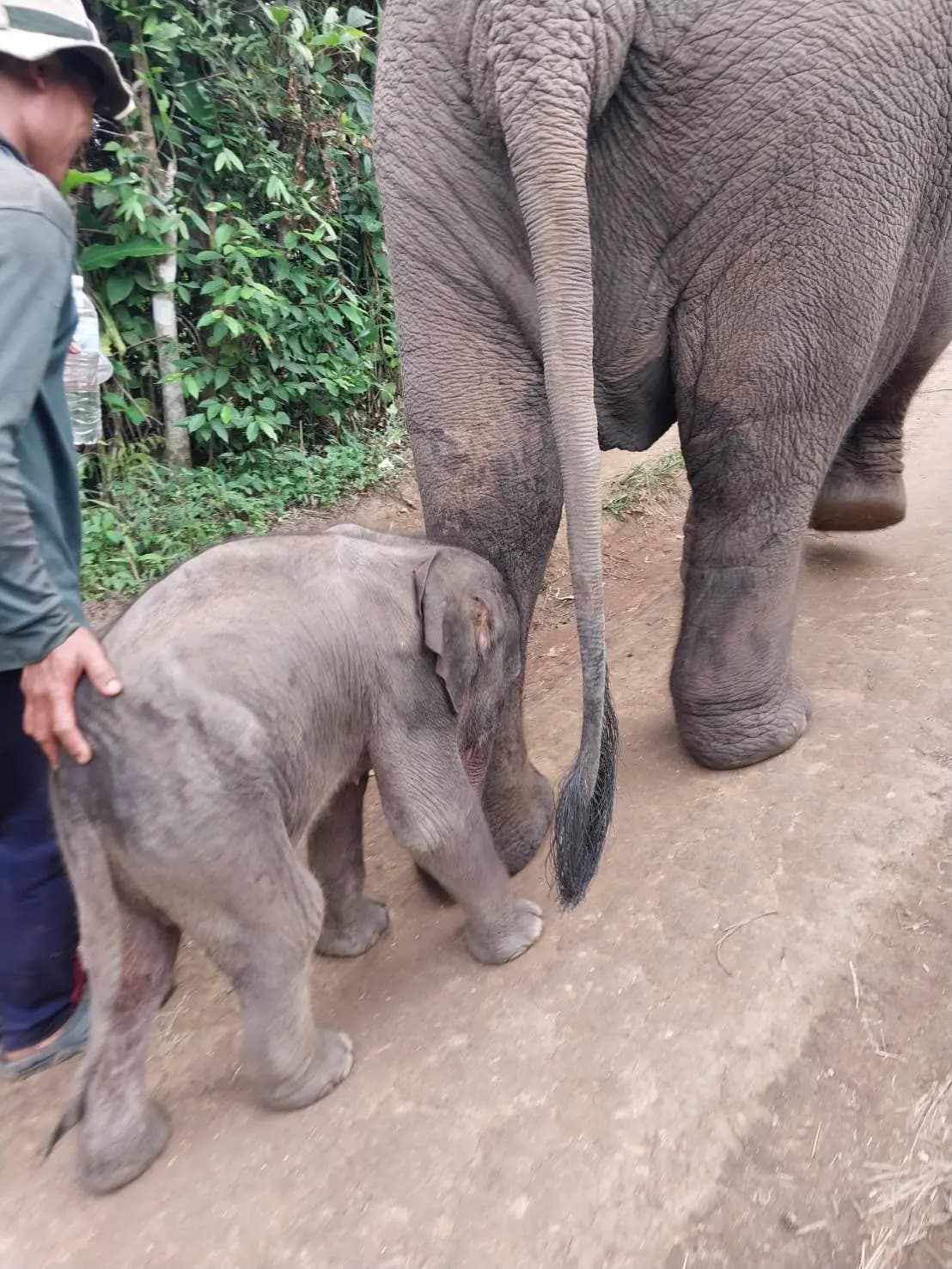 Trecking out of the jungle to meet the transport to the FAE hospital