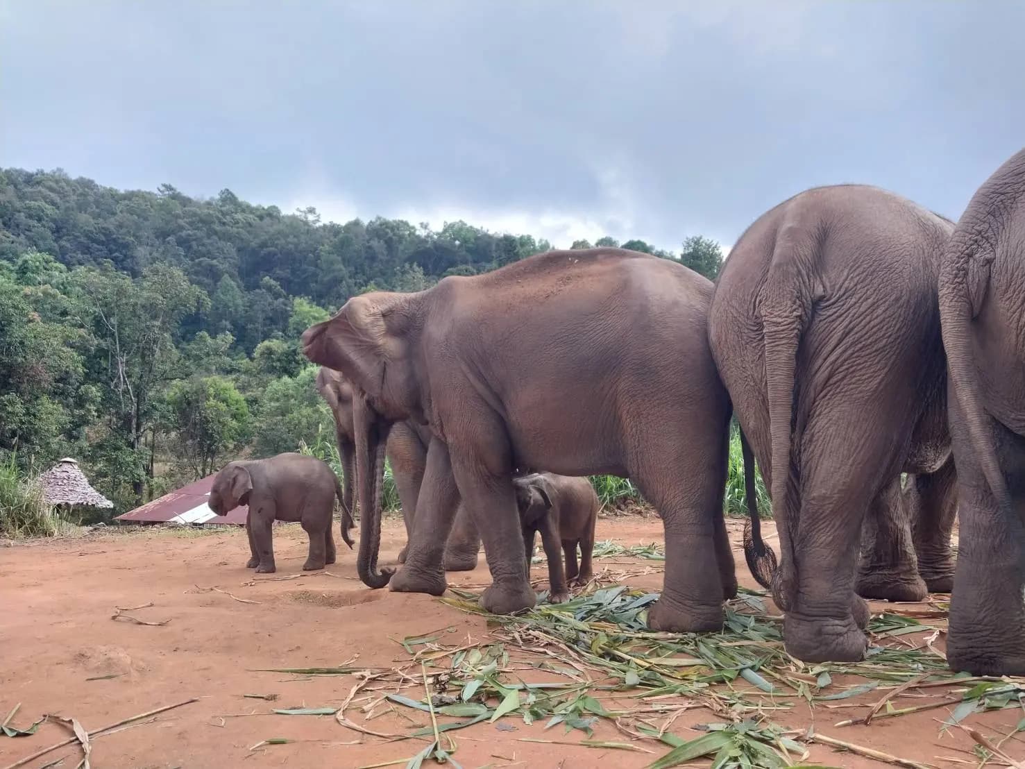 Although only separated by one month, baby Horton (left) is visibly larger than La Ker Por