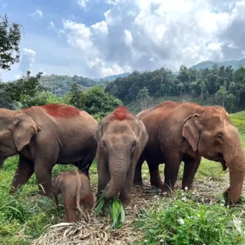 Chiangmai-elephant-land-the-herd-of-elephants