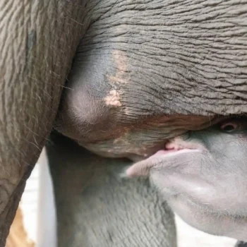 Mo Kee Ler and La Ker Por (2)