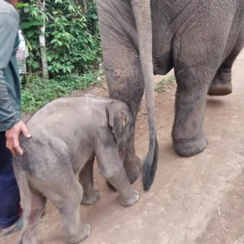 Mo Kee Ler and La Ker Por (3)