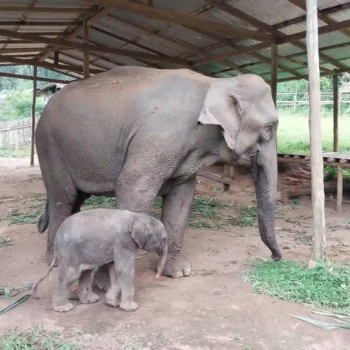 Mo Kee Ler and La Ker Por