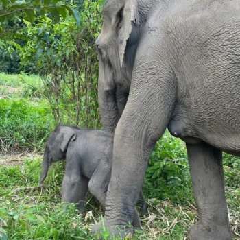 Mo Phror Mae and Horton