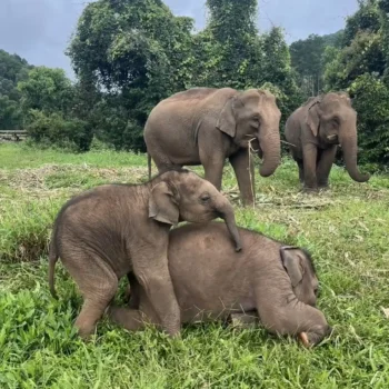 baby-elephant-chiangmai-elephant-land-4
