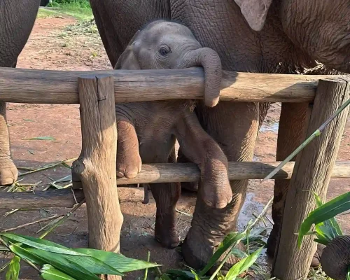 Mo Phror Mae and Horton (3)