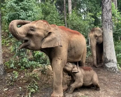 One Day Observation, Trekking & Bamboo Raft 3