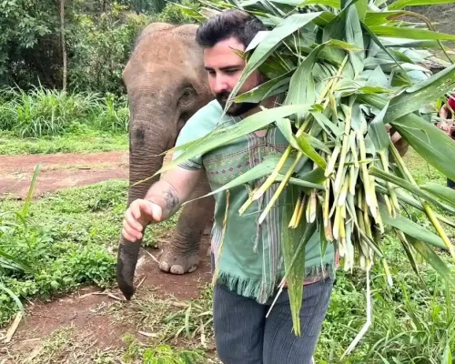 chiangmai-elephant-land-1day-1