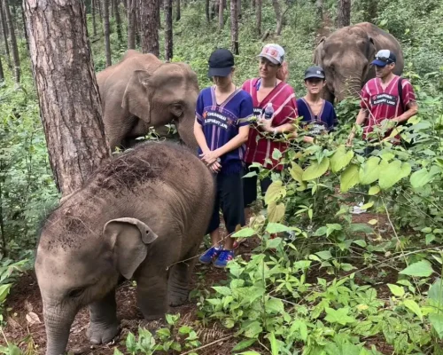 chiangmai-elephant-land tour